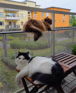 Sibirisk katt Orinda och Saroma